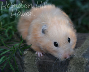 Amber- Black Eyed Cream Black Longhaired Syrian Hamster
